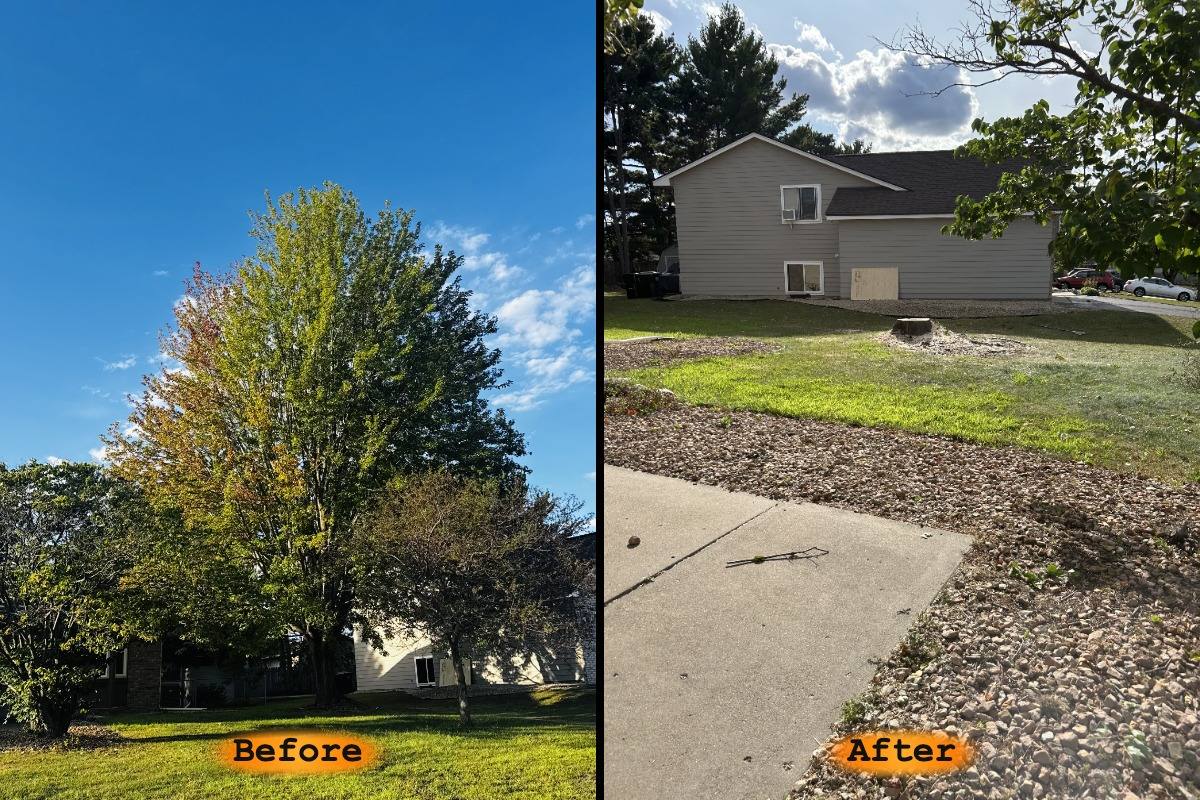 Tree removal